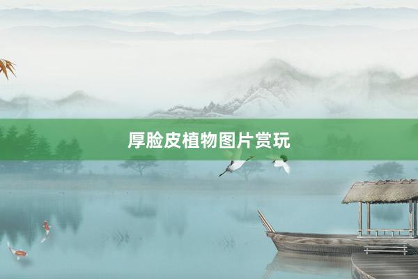 厚脸皮植物图片赏玩